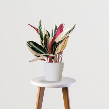 Stromanthe Triostar foliage plant